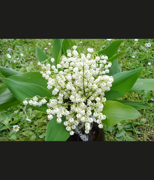 Du muguet pour le 1er mai