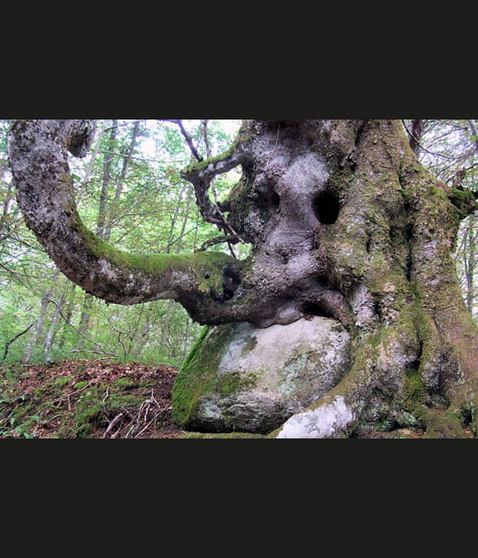 L'arbre mange pierre