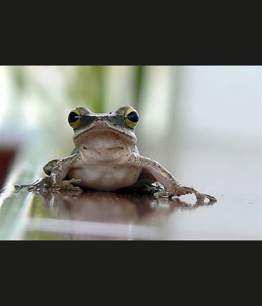 Grenouille &agrave; Phuket