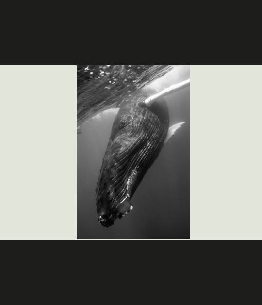 Impressionnant face-&agrave;-face