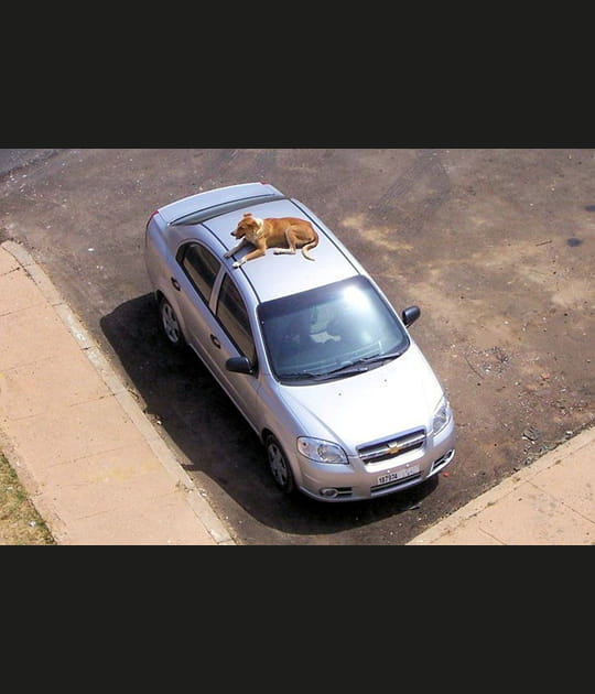 Une voiture bien gard&eacute;e