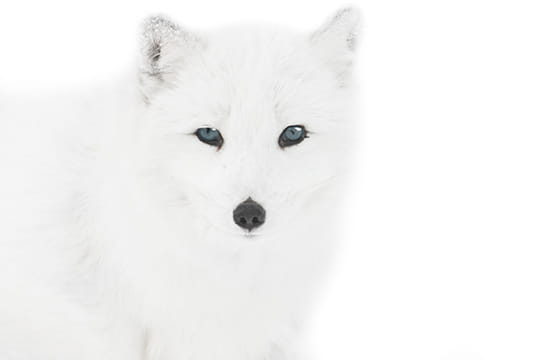 La Douceur Du Renard Arctique