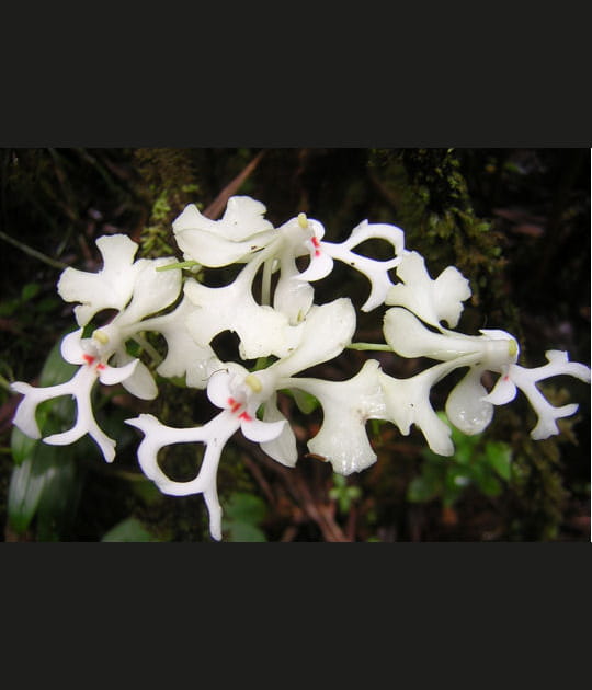 Cryptopus elatus