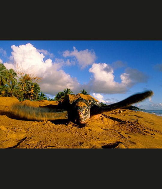 Envo&ucirc;tante Guyane