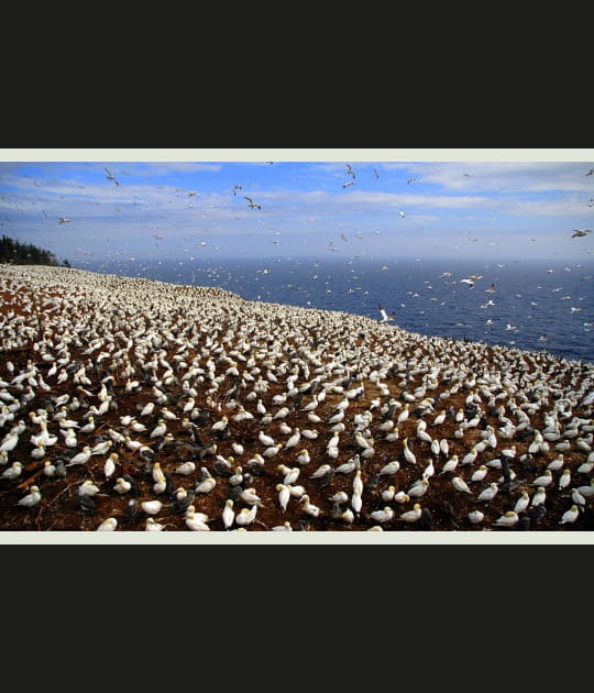 De quoi devenir fou... de Bassan