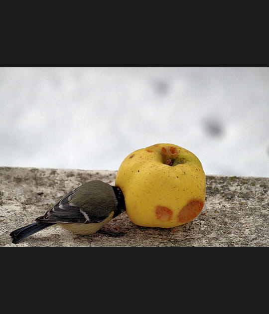 L'oiseau &agrave; t&ecirc;te de pomme