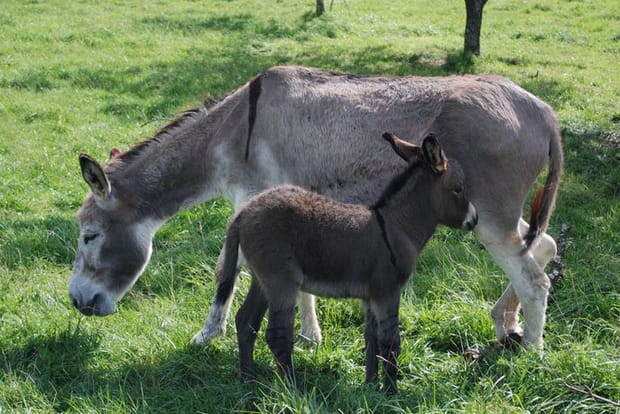 Fabrication de fromage, huile et cidre dans l'est