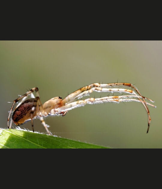 Tentaculaire
