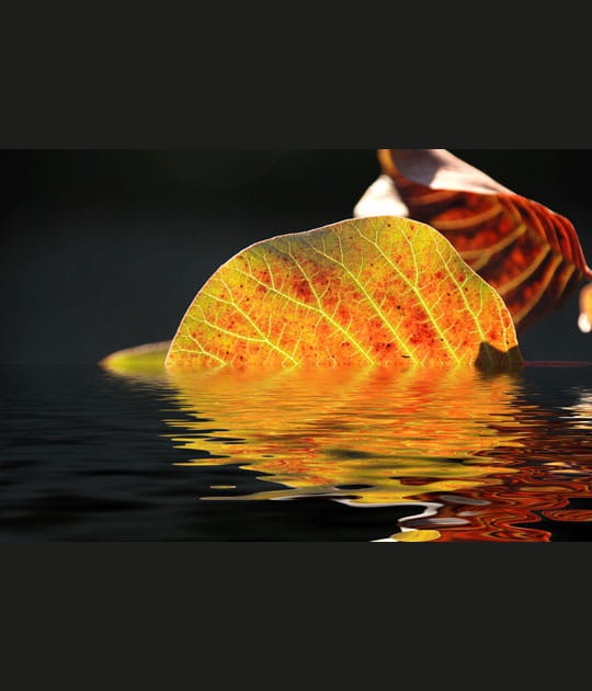 Reflets automnals