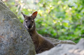 Lorraine. Un wallaby plac&eacute; en &quot;garde &agrave; vue&quot; apr&egrave;s avoir oblig&eacute; la police &agrave; faire des &quot;acrobaties&quot;