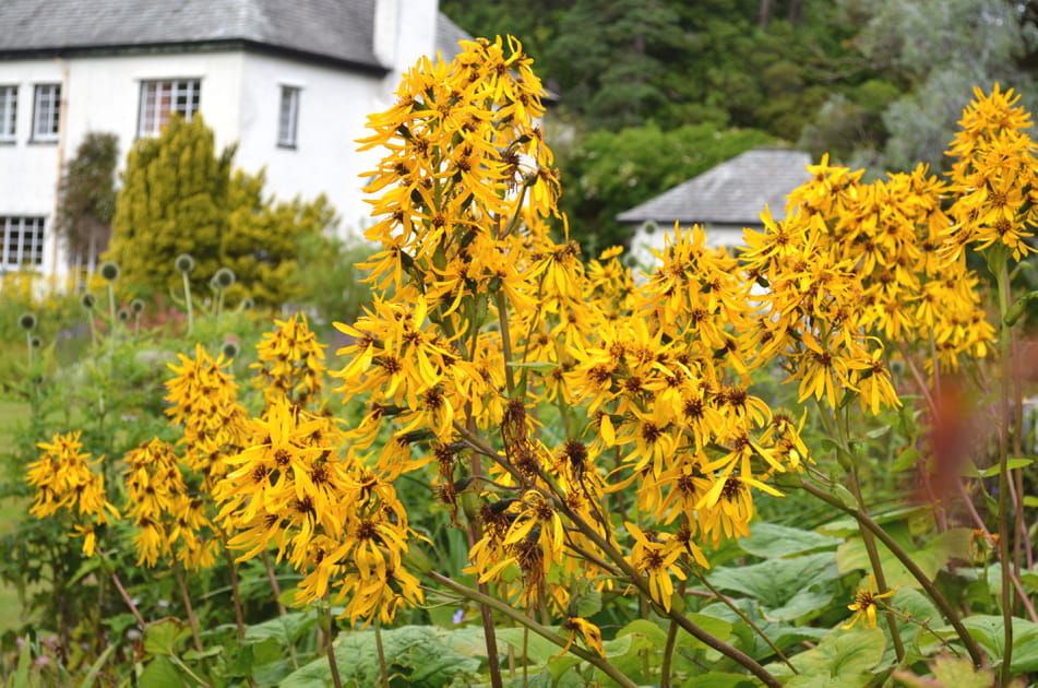 Le jardin d'Inverewe en Ecosse