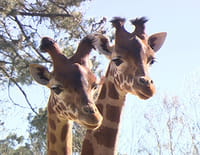 Une saison au zoo