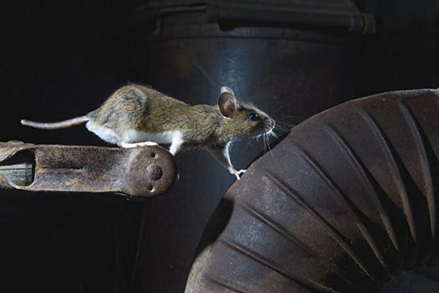 Un rat des champs converti aux villes