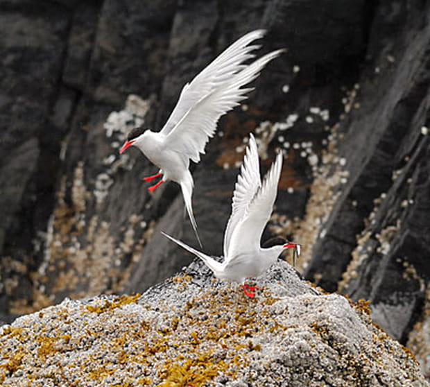 Un couple de sternes arctiques