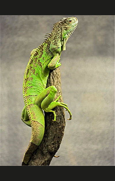 Charlie, l'iguane vert