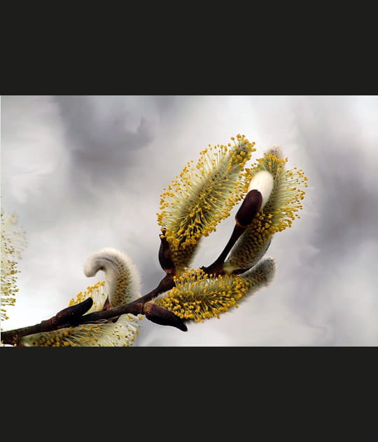 F&eacute;&eacute;rie printani&egrave;re