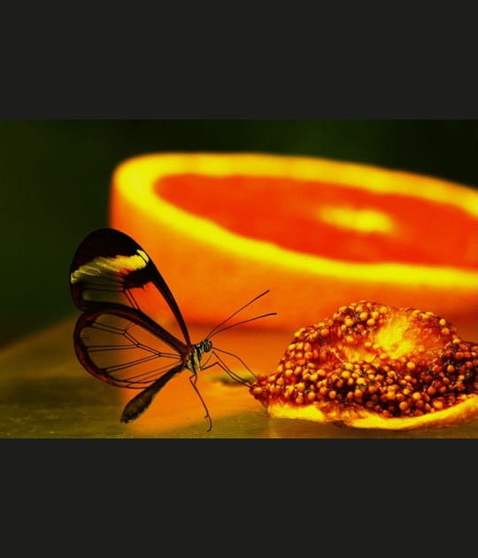 Papillon vitamin&eacute;