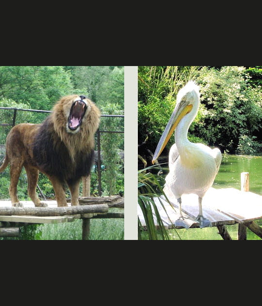 Le lion et le p&eacute;lican