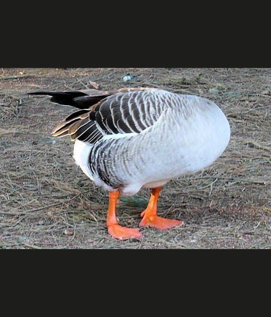 Canard sans t&ecirc;te&nbsp;?