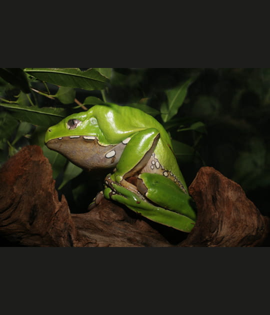 Grenouille tropicale