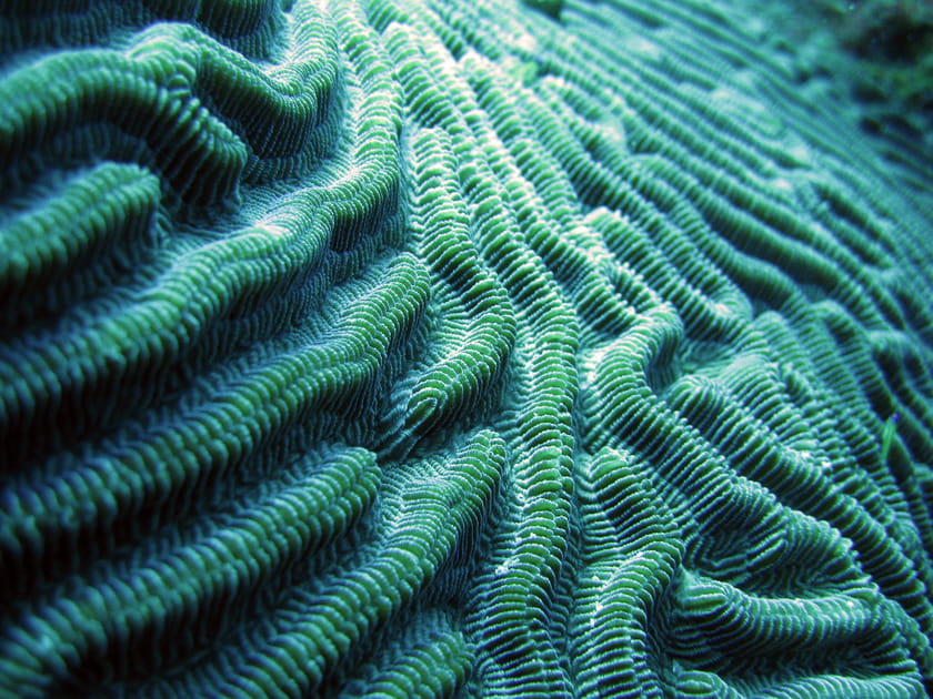 Les ondes du Corail-cerveau de Neptune