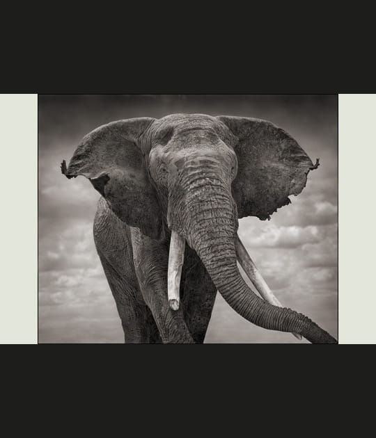 El&eacute;phant aux oreilles d&eacute;chir&eacute;es