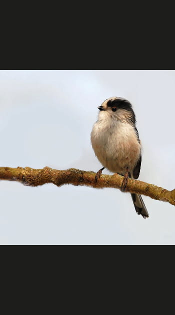 La m&eacute;sange &agrave; longue queue
