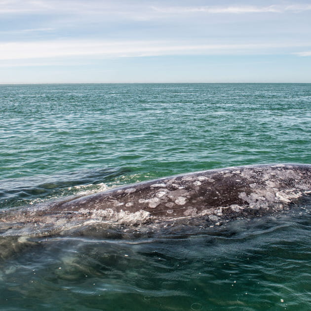 Baleine grise : 32 euros