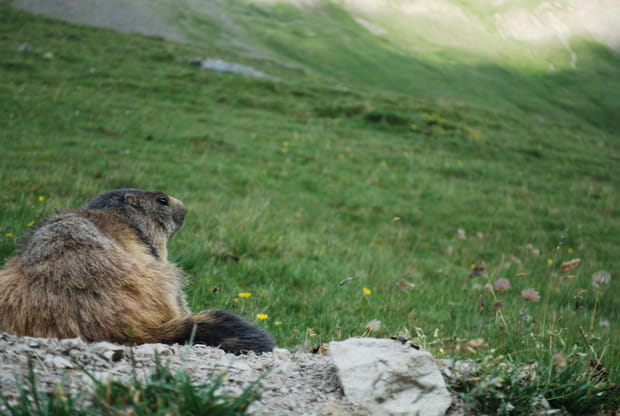 Marmotte des Écrins