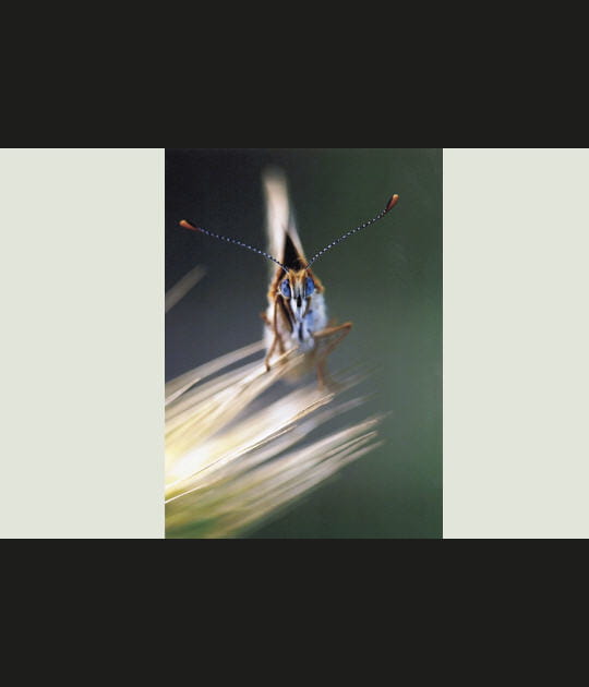 La b&ecirc;te aux yeux bleus