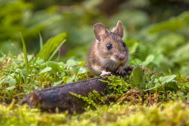 Ces destinations sont littéralement envahies par les animaux : Gough Island dans l'Atlantique Sud
