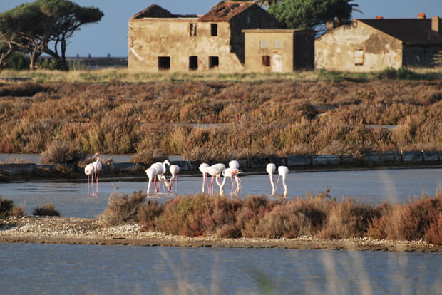 Les Salins-d'Hyères, Var