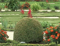 Jardins d'ici et d'ailleurs : Het Loo (Pays-Bas)