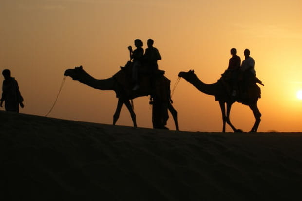 Les dromadaires du Thar