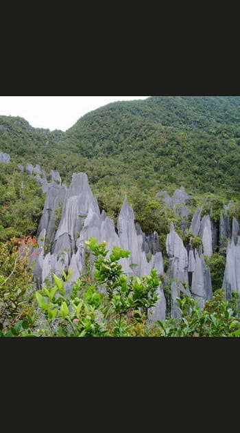 Le parc de Gunung Mulu &agrave; Born&eacute;o