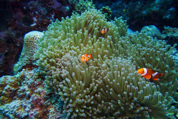 Le sanctuaire marin de Balicasag