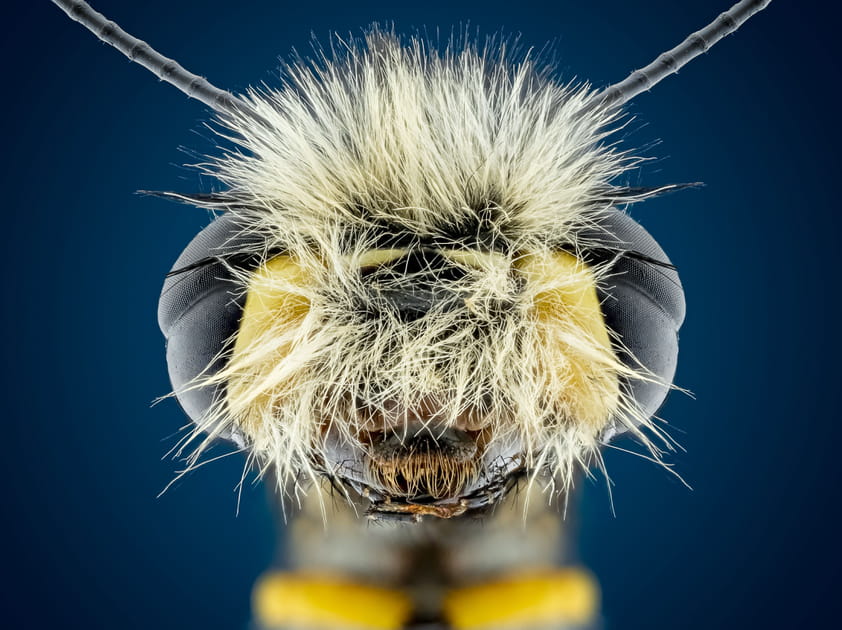 Mouche-hibou