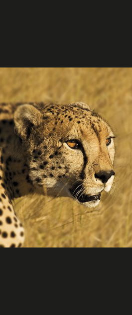 Un gu&eacute;pard &agrave; l'aff&ucirc;t