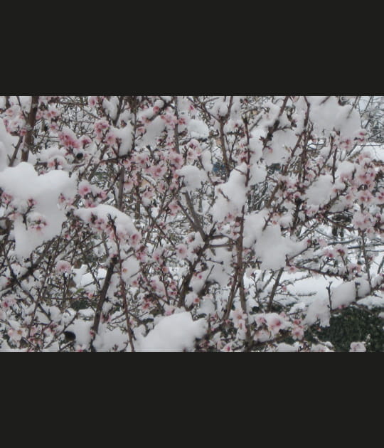 Fleurs en neige