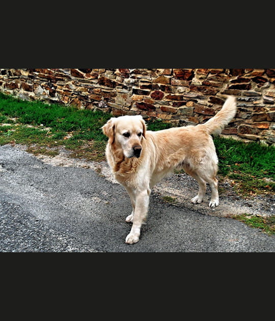 Golden retriever