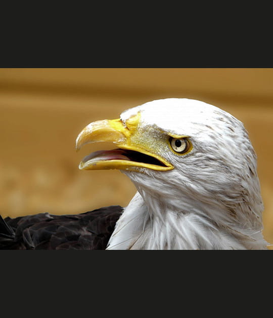 L'aigle p&ecirc;cheur