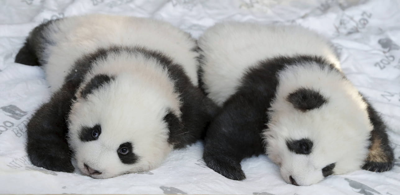 B&eacute;b&eacute;s pandas miracles