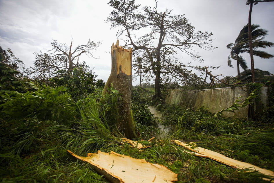 Arbre d&eacute;racin&eacute;