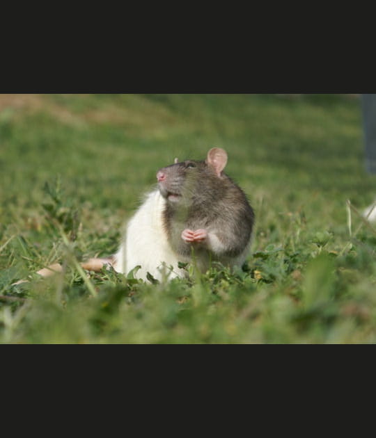 La moue du rat