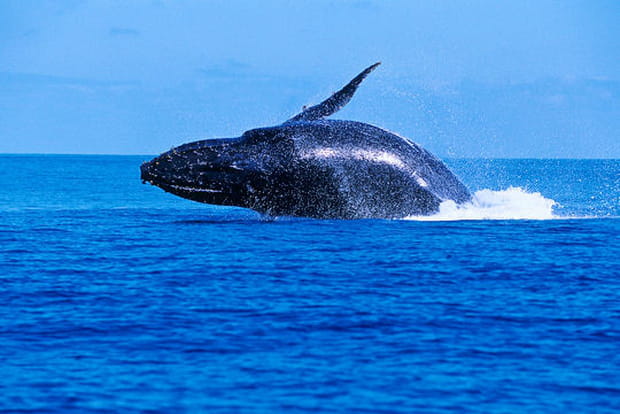 Vision spectaculaire