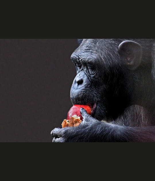La concentration du chimpanz&eacute;