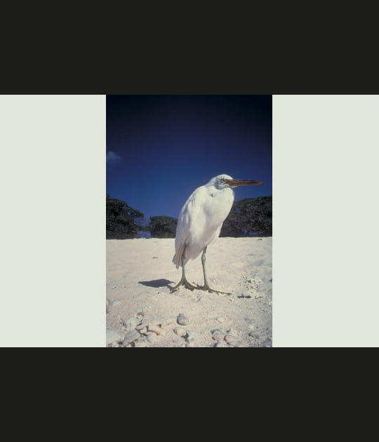 Une aigrette sacr&eacute;e