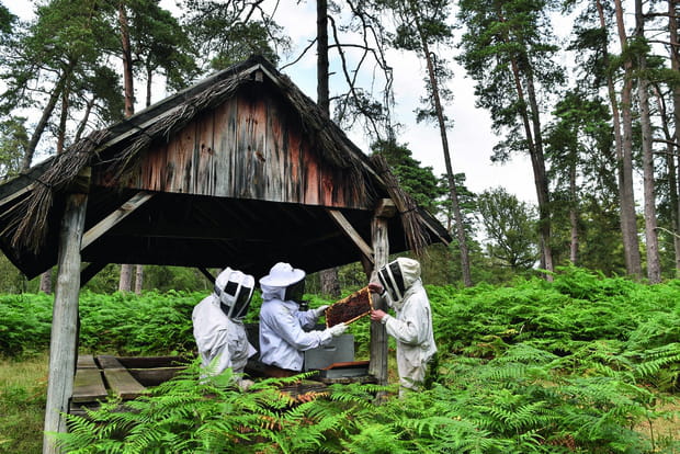 Le rucher du domaine de Chambord
