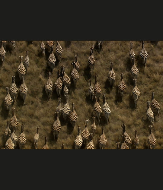 Les grandes migrations&nbsp;: bouger pour survivre