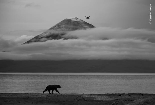 Essence du Kamtchatka
